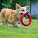 Why Do Dogs Like Squeaky Toys